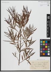 Foto von Salix viminalis L.